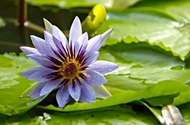 La nascita del fiore