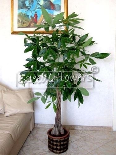 inviare fiori-16