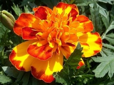 inviare fiori