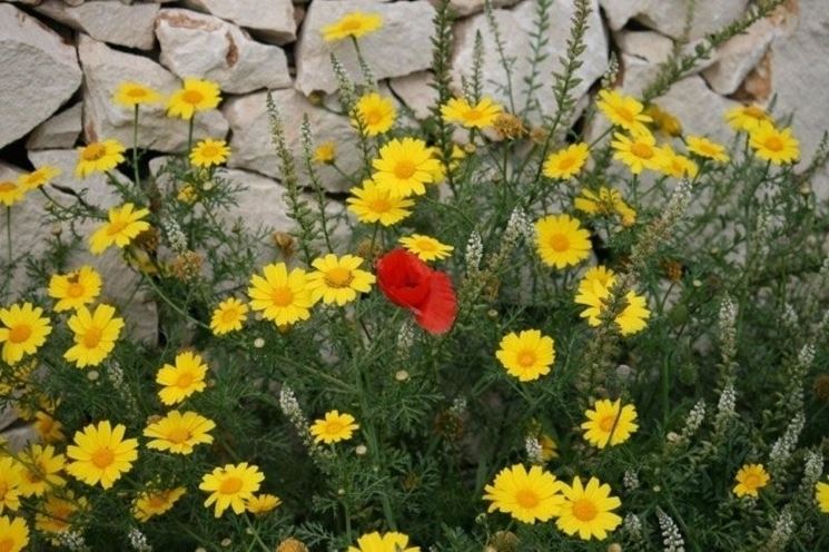 inviare fiori-14