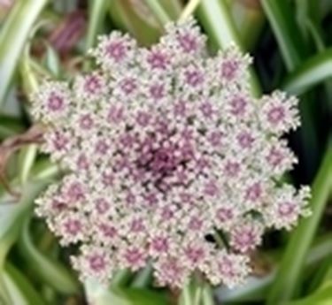 invio fiori per lutto-1