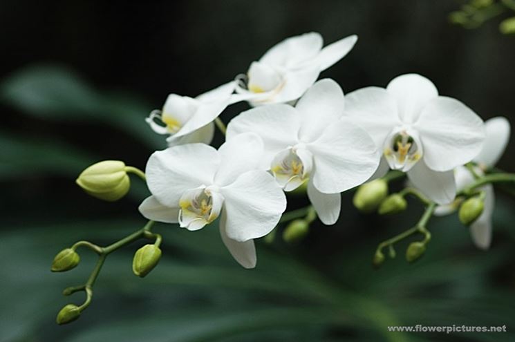 invio fiori per maggiore et?