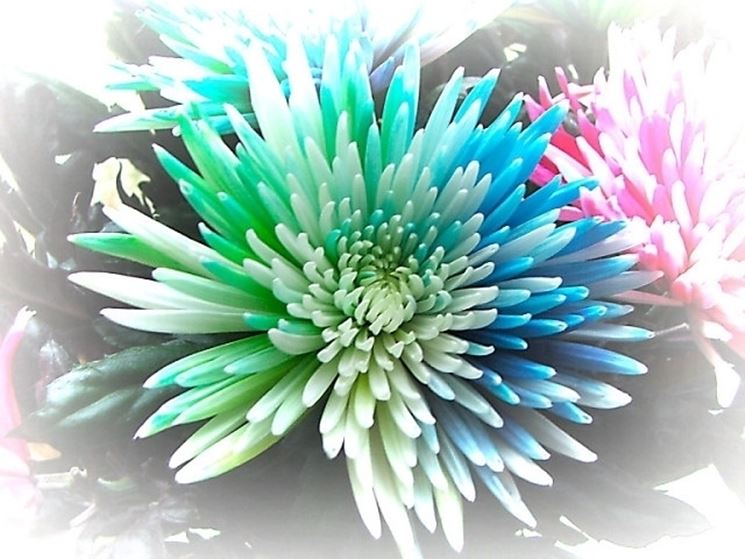 invio fiori per maggiore et