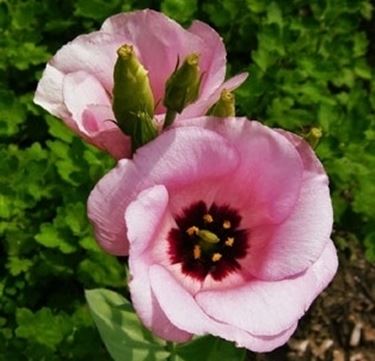 invio fiori per ringraziamenti-1