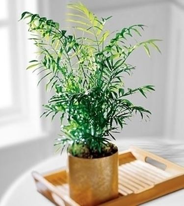 Bari fiori
