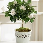 consegna fiori per condoglianze