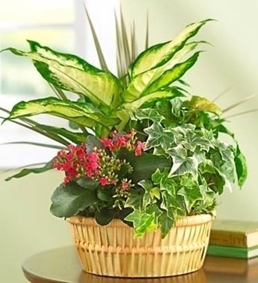 fiori per condoglianze