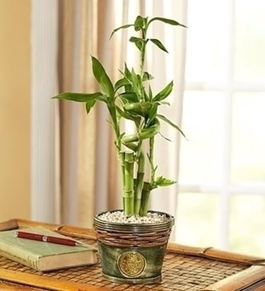 fiori per congratulazioni