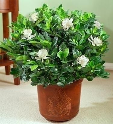 inviare fiori Massa