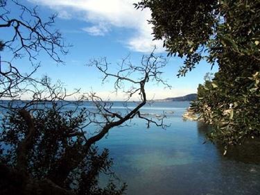 consegna fiori a domicilio Trieste