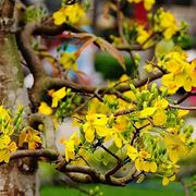 consegna fiori Cosenza