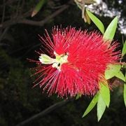 consegna fiori Guidonia Montecelio