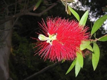 consegna fiori Guidonia Montecelio