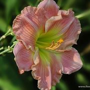 consegna fiori per amicizia-1