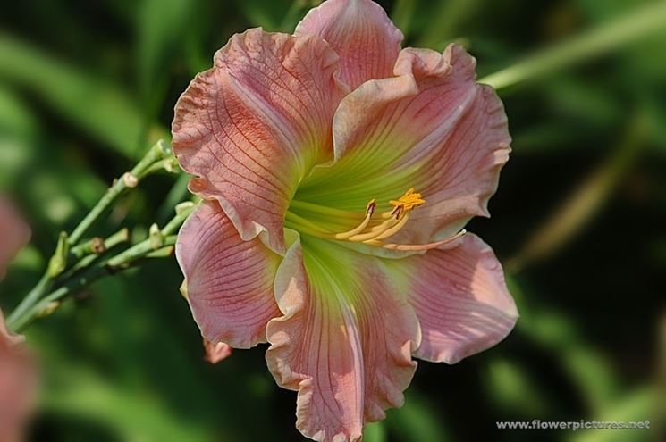 consegna fiori per amicizia-1
