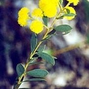 consegna fiori per amicizia-2