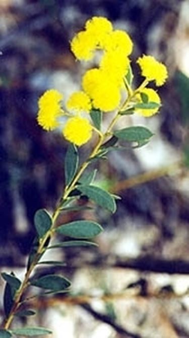 consegna fiori per amicizia-2