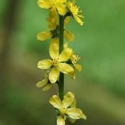 consegna fiori per amicizia