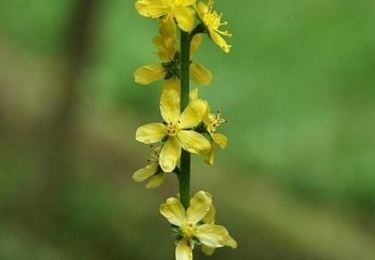 consegna fiori per amicizia