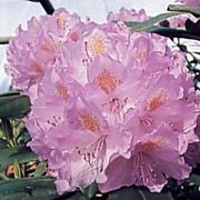 consegna fiori per amore-1