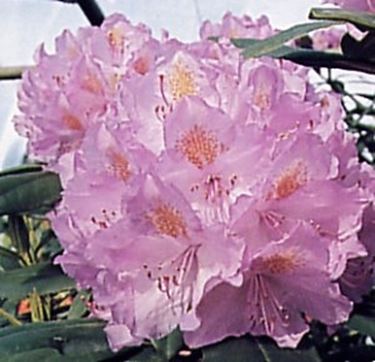 consegna fiori per amore-1