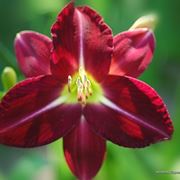 consegna fiori per amore
