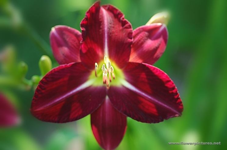 consegna fiori per amore