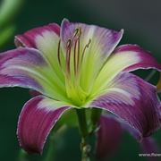 consegna fiori per anniversari-1
