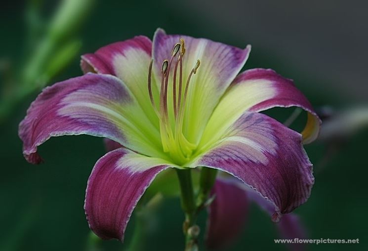 consegna fiori per anniversari-1