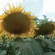 consegna fiori per anniversari-2