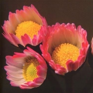 consegna fiori per anniversario-2