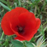 consegna fiori per auguri-1