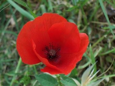 consegna fiori per auguri-1