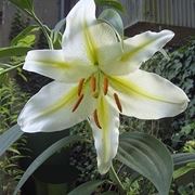consegna fiori per auguri-2
