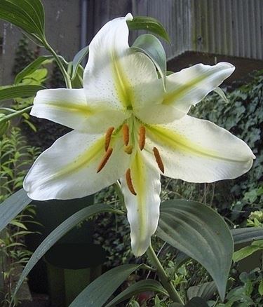 consegna fiori per auguri-2