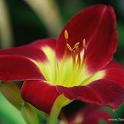 consegna fiori per auguri