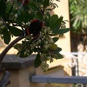 consegna fiori per aziendali-1
