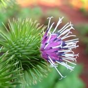 consegna fiori per aziendali-2