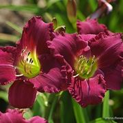 consegna fiori per aziendali