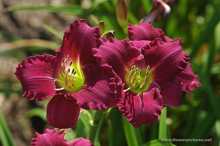 consegna fiori per aziendali