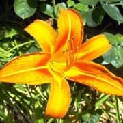 consegna fiori per battesimo-1