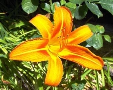 consegna fiori per battesimo-1