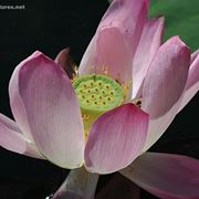 consegna fiori per battesimo-2