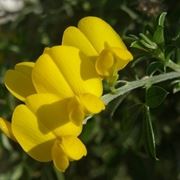 consegna fiori per chiedere scusa-2