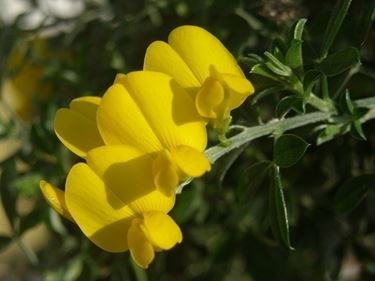 consegna fiori per chiedere scusa-2