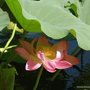 consegna fiori per chiedere scusa