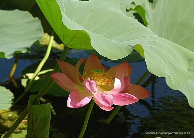 consegna fiori per chiedere scusa
