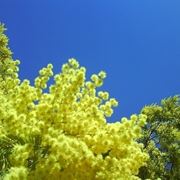 consegna fiori per condoglianze-1