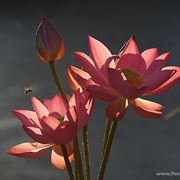 consegna fiori per condoglianze-2