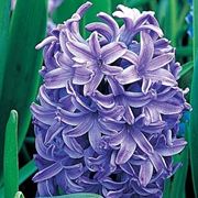 consegna fiori per condoglianze